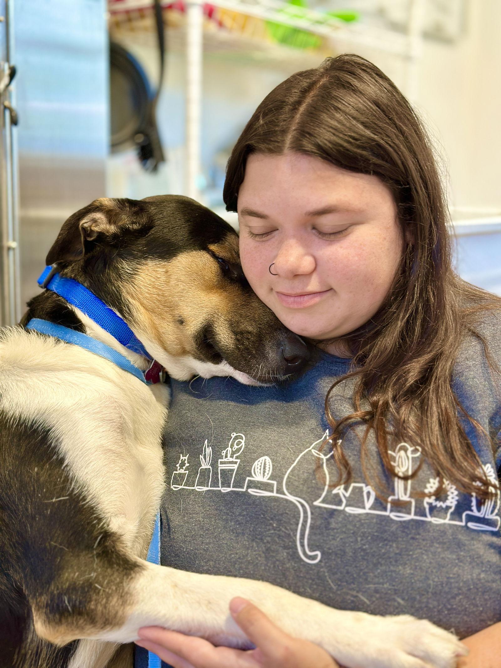 Enlarge Milo, a Adoptable Australian Shepherd in West Cornwall, CT image 3/3