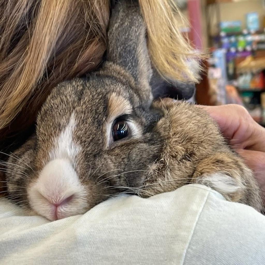 Pearl, Adoptable, Adult Female American & Dutch.