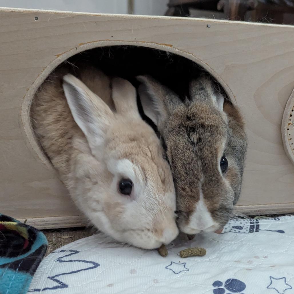 Enlarge Pearl, a Adoptable mixed breed in Napa, CA image 2/5