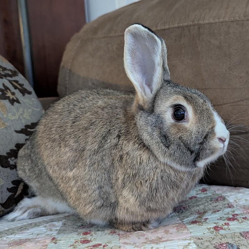 Enlarge Pearl, a Adoptable mixed breed in Napa, CA image 3/5