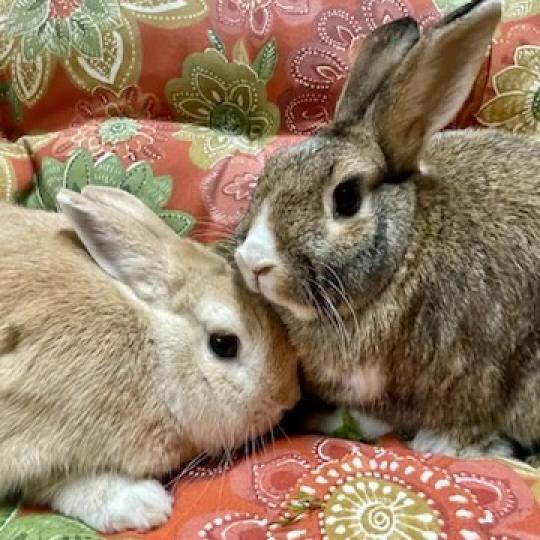 Enlarge Pearl, a Adoptable mixed breed in Napa, CA image 4/5