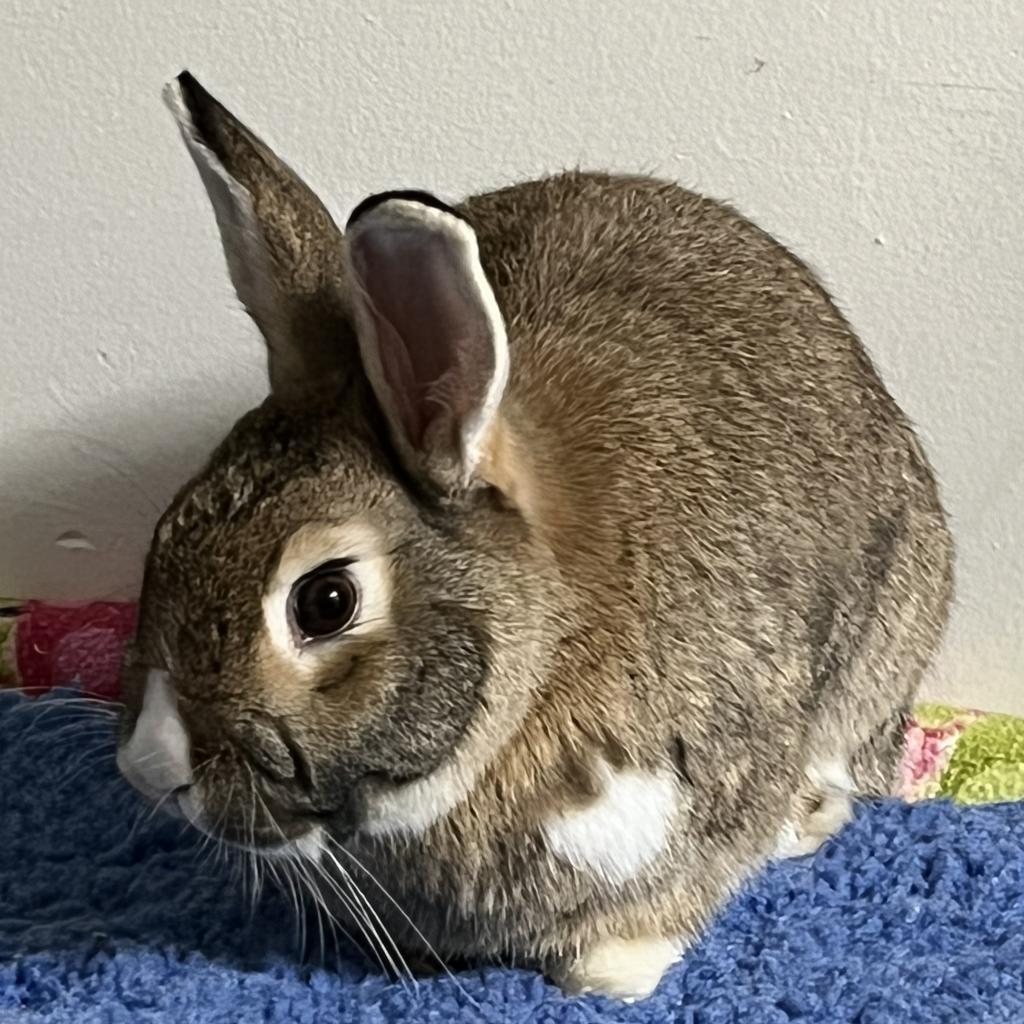 Enlarge Pearl, a Adoptable mixed breed in Napa, CA image 5/5