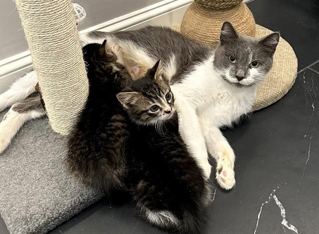 PIP, Adoptable, Adult Female Domestic Short Hair.