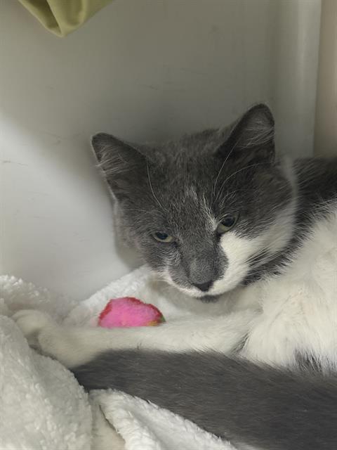 PIP, Adoptable, Adult Female Domestic Short Hair.