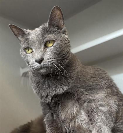 Enlarge Peaches, a Adoptable mixed breed in Bensalem, PA image 1/3