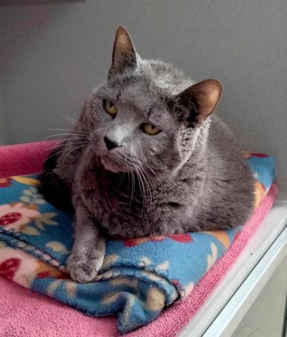 Enlarge Peaches, a Adoptable mixed breed in Bensalem, PA image 2/3