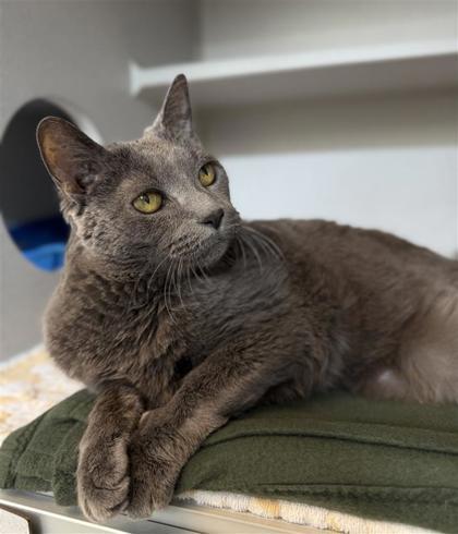 Enlarge Peaches, a Adoptable mixed breed in Bensalem, PA image 3/3