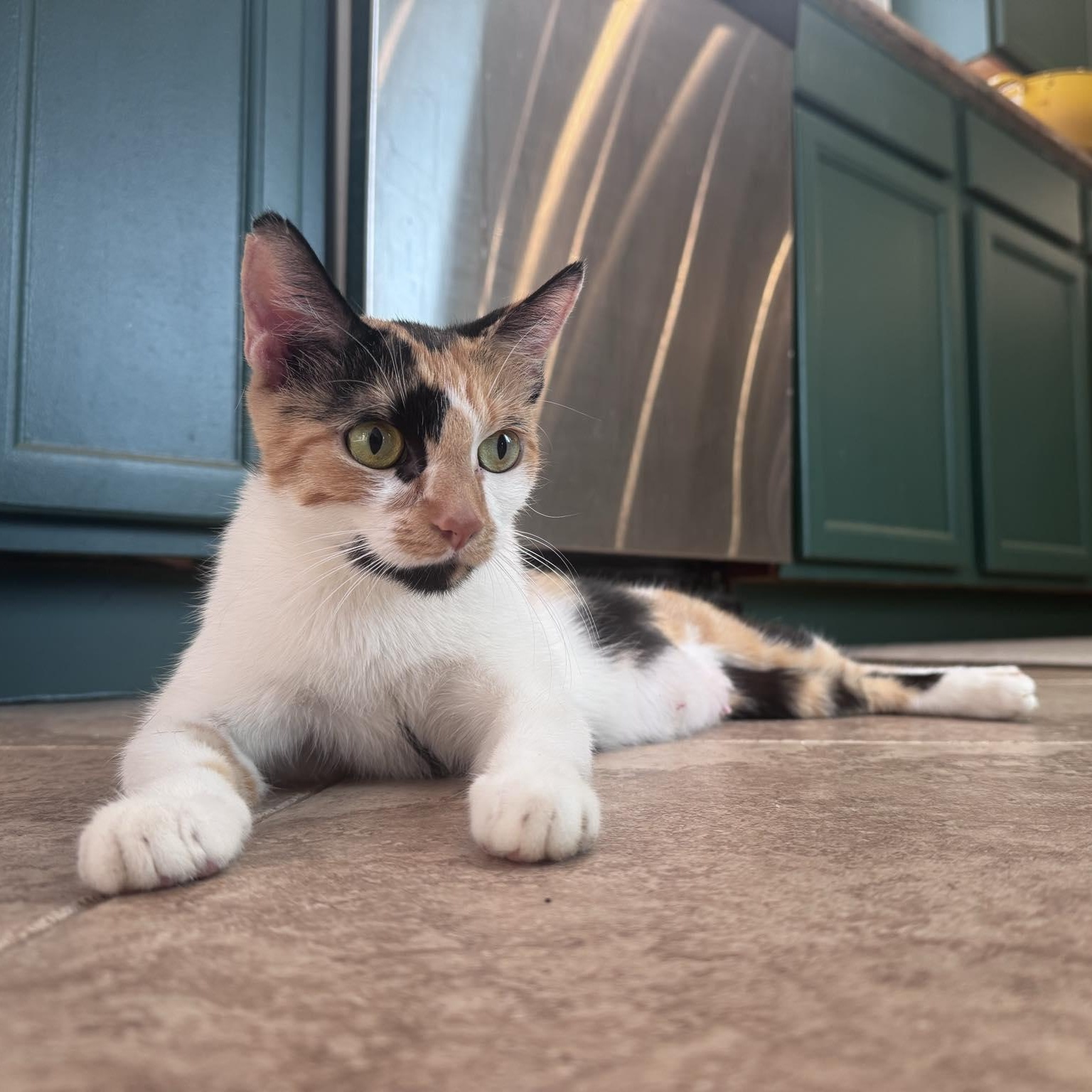 Citra, Adoptable, Young Female Calico.