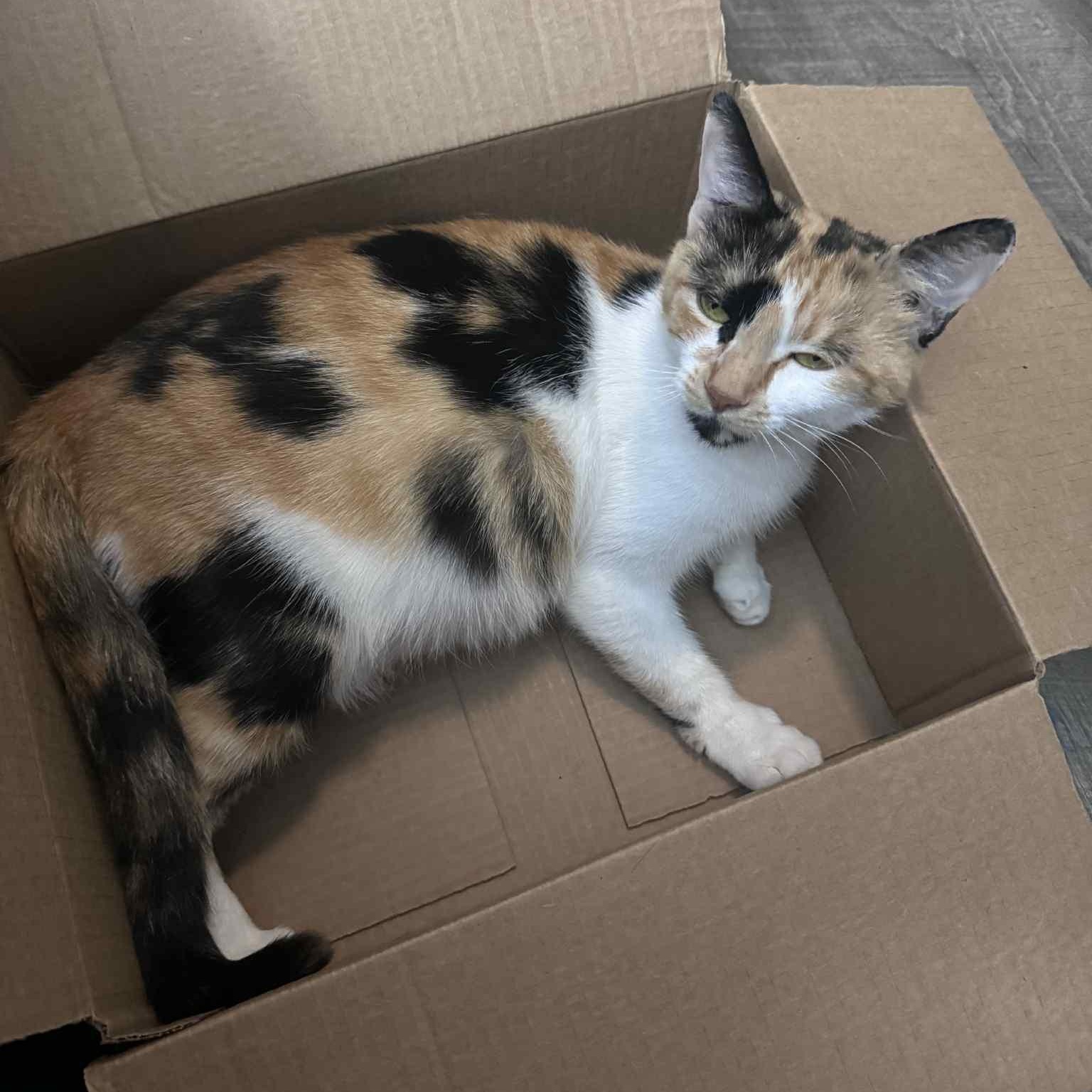 Citra, Adoptable, Young Female Calico.