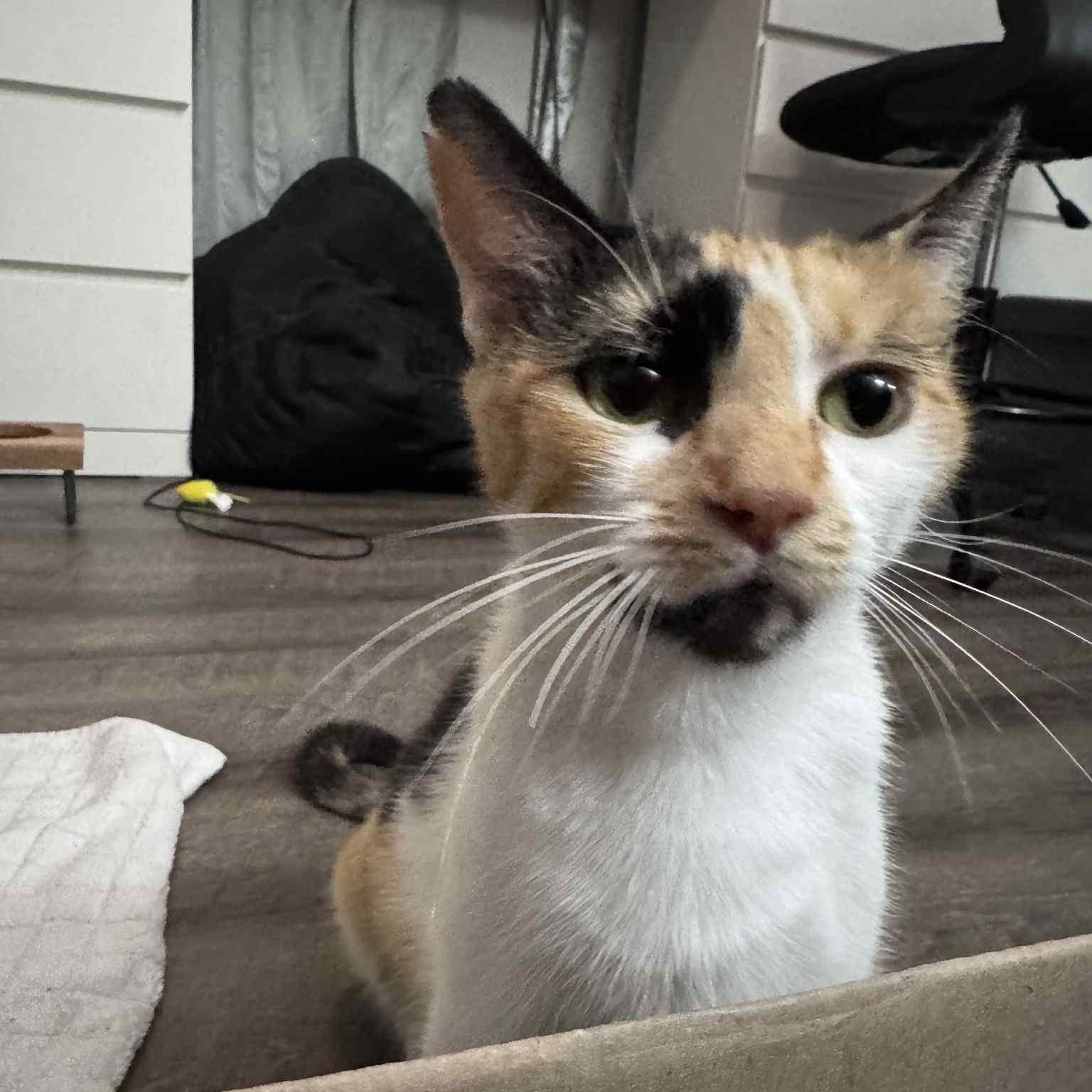 Enlarge Citra, a Adoptable Calico in Hartford, CT image 4/4