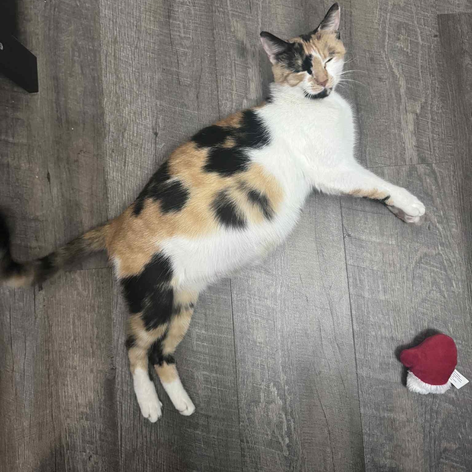 Enlarge Citra, a Adoptable Calico in Hartford, CT image 3/4