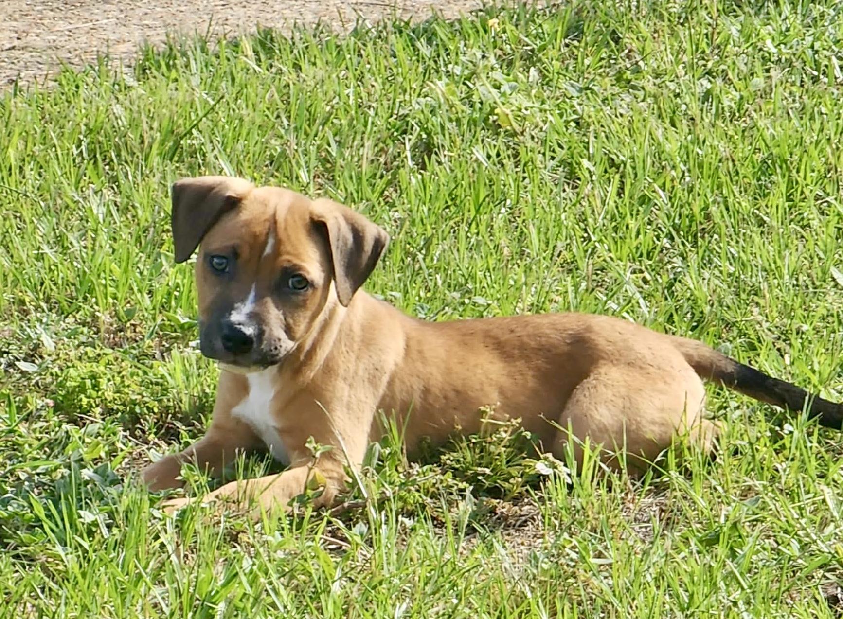 Enlarge Dauphine, a ADOPTABLE Mixed Breed in Milton, FL image 3/3