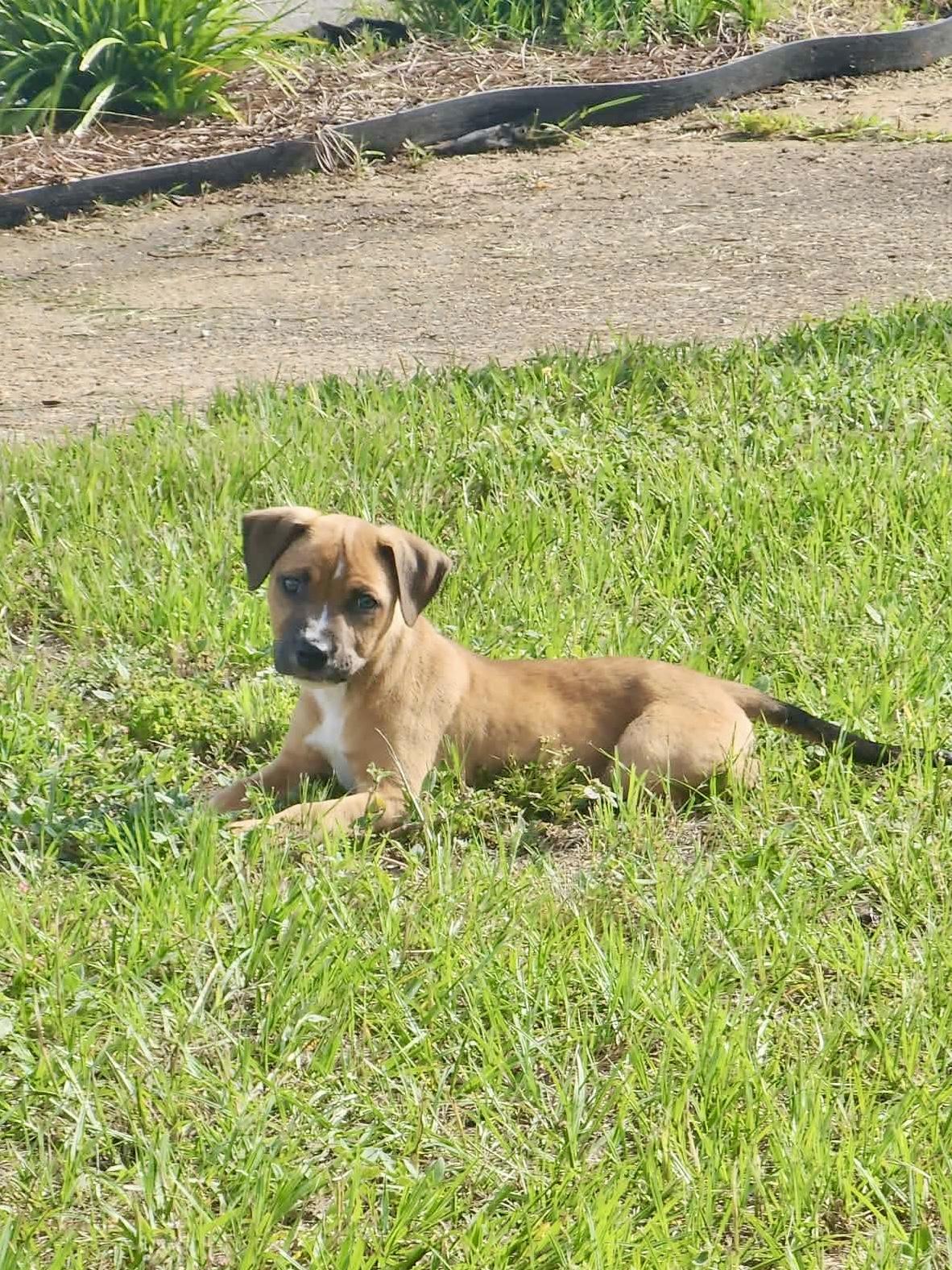 Enlarge Dauphine, a ADOPTABLE Mixed Breed in Milton, FL image 2/3