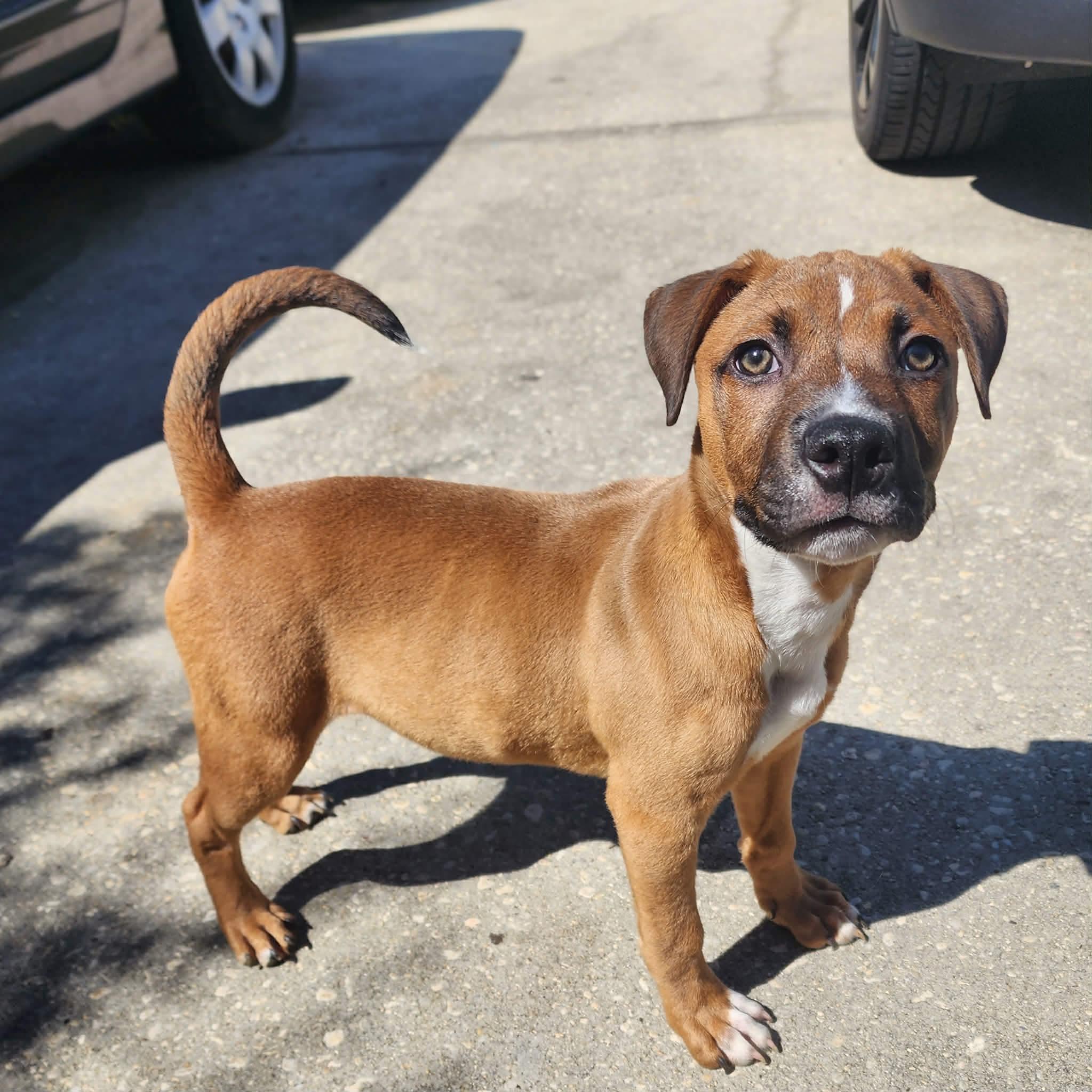Dauphine, ADOPTABLE, Puppy Male Mixed Breed.