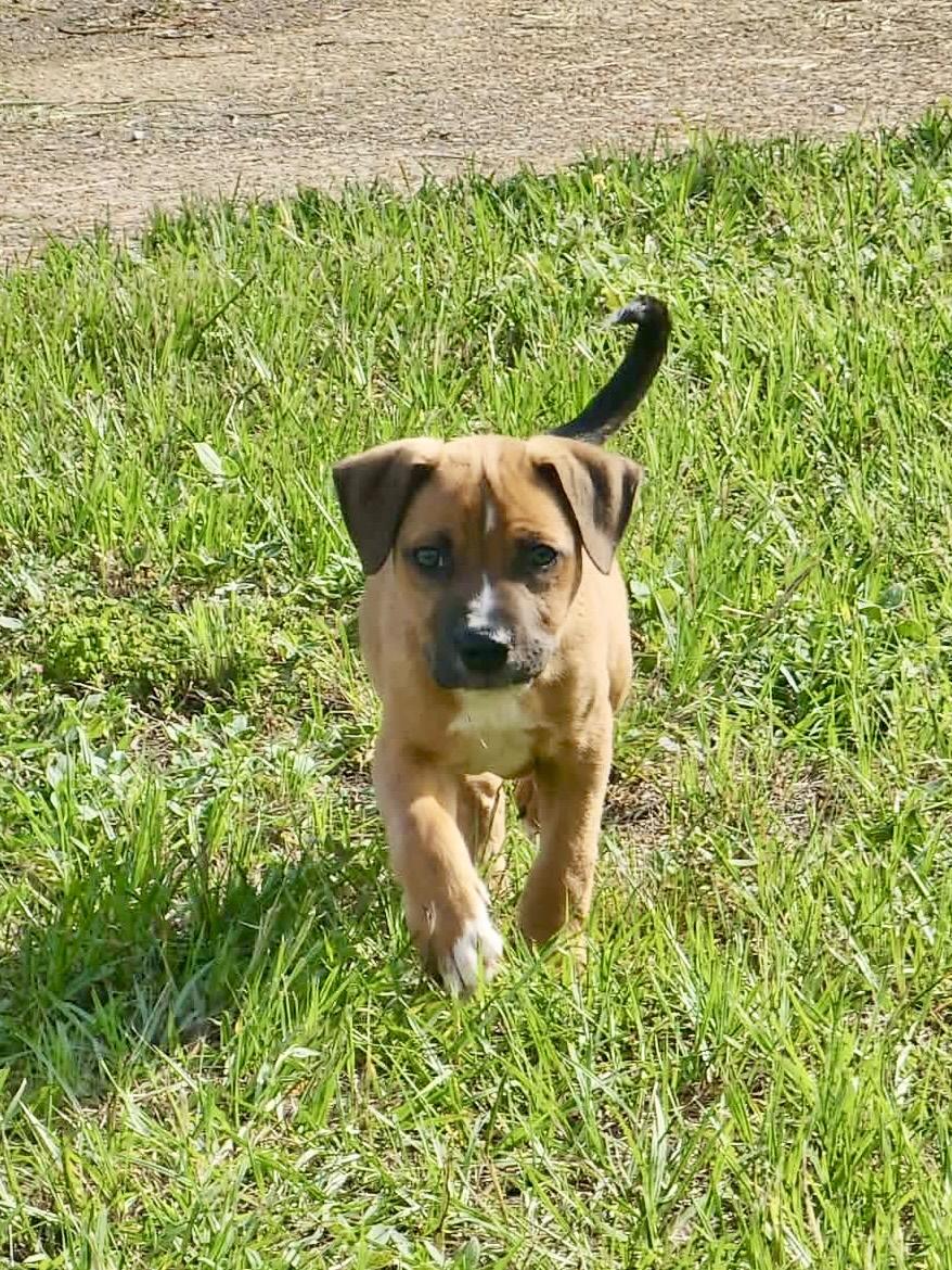 Dauphine, ADOPTABLE, Puppy Male Mixed Breed.
