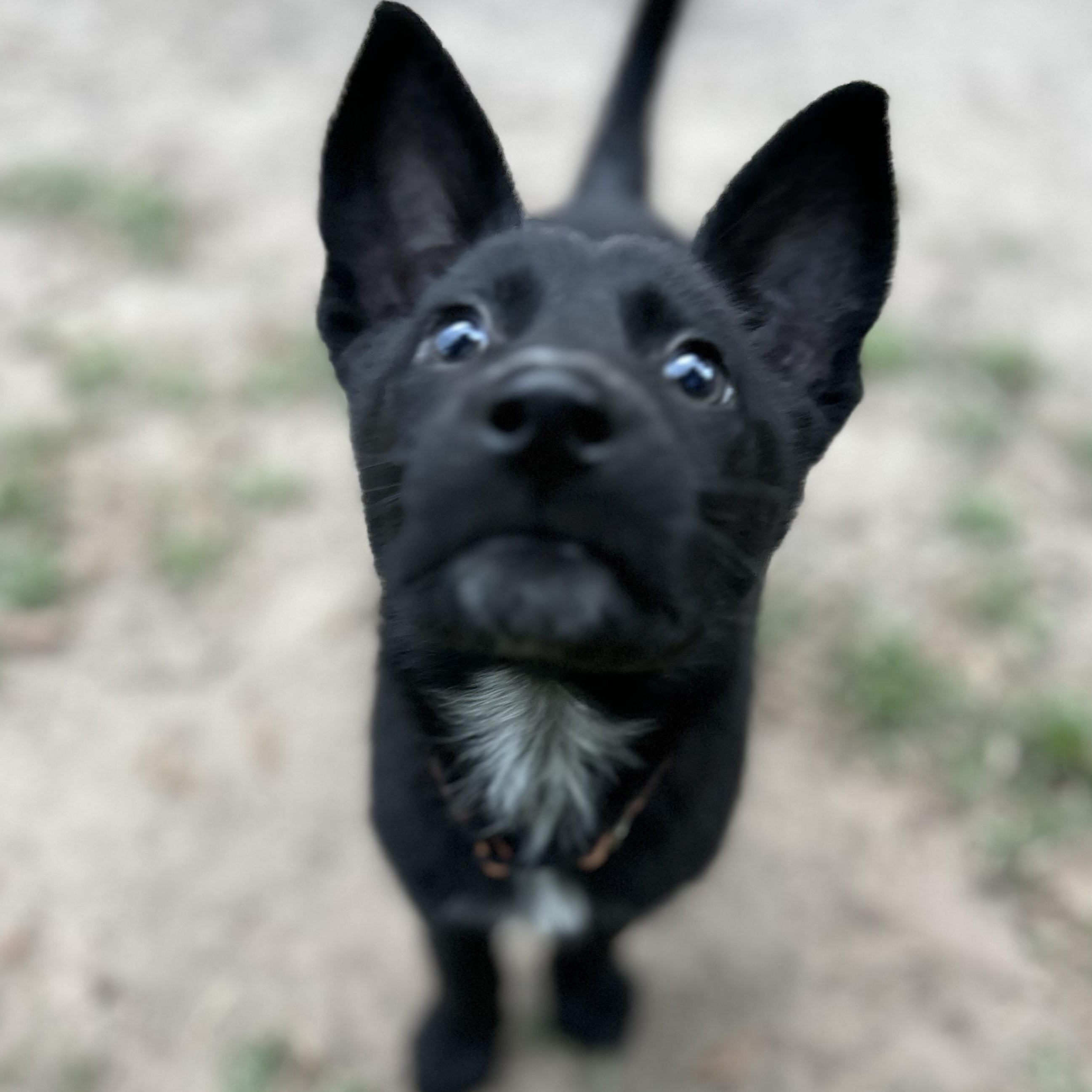 Enlarge Solar, a ADOPTABLE German Shepherd Dog in Houston, TX image 5/5