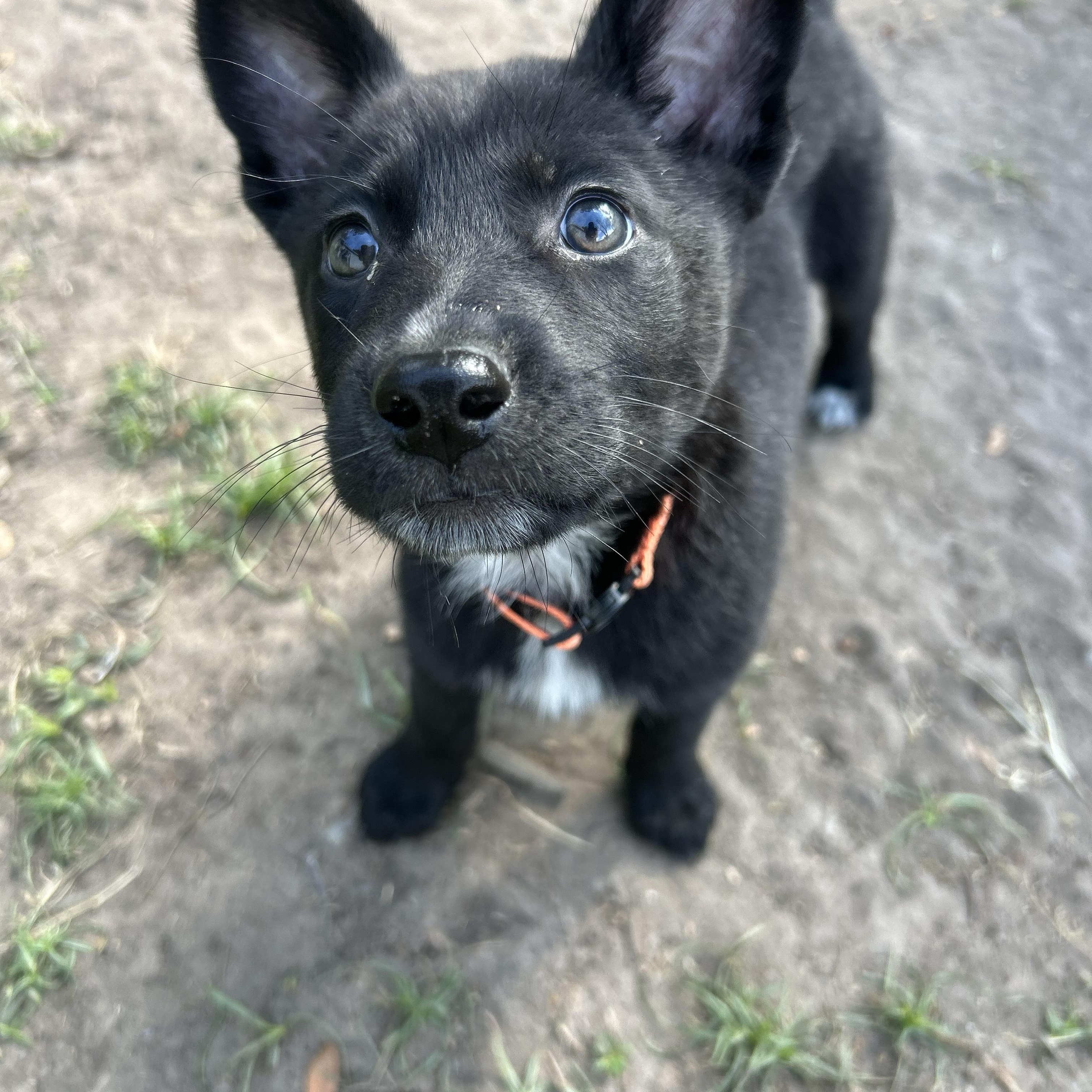 Enlarge Alyce , a ADOPTABLE German Shepherd Dog in Houston, TX image 5/5