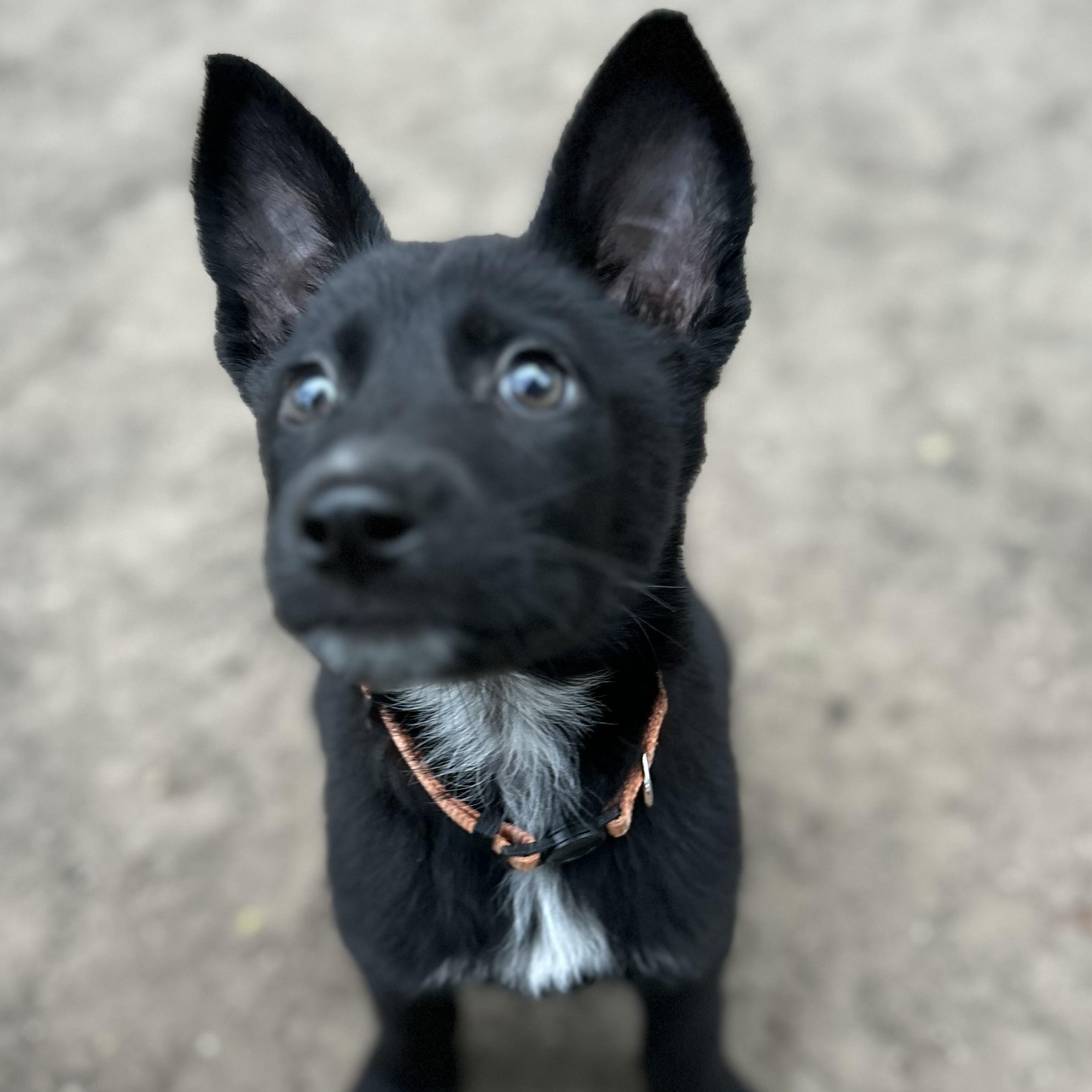 Enlarge Solar, a ADOPTABLE German Shepherd Dog in Houston, TX image 4/5