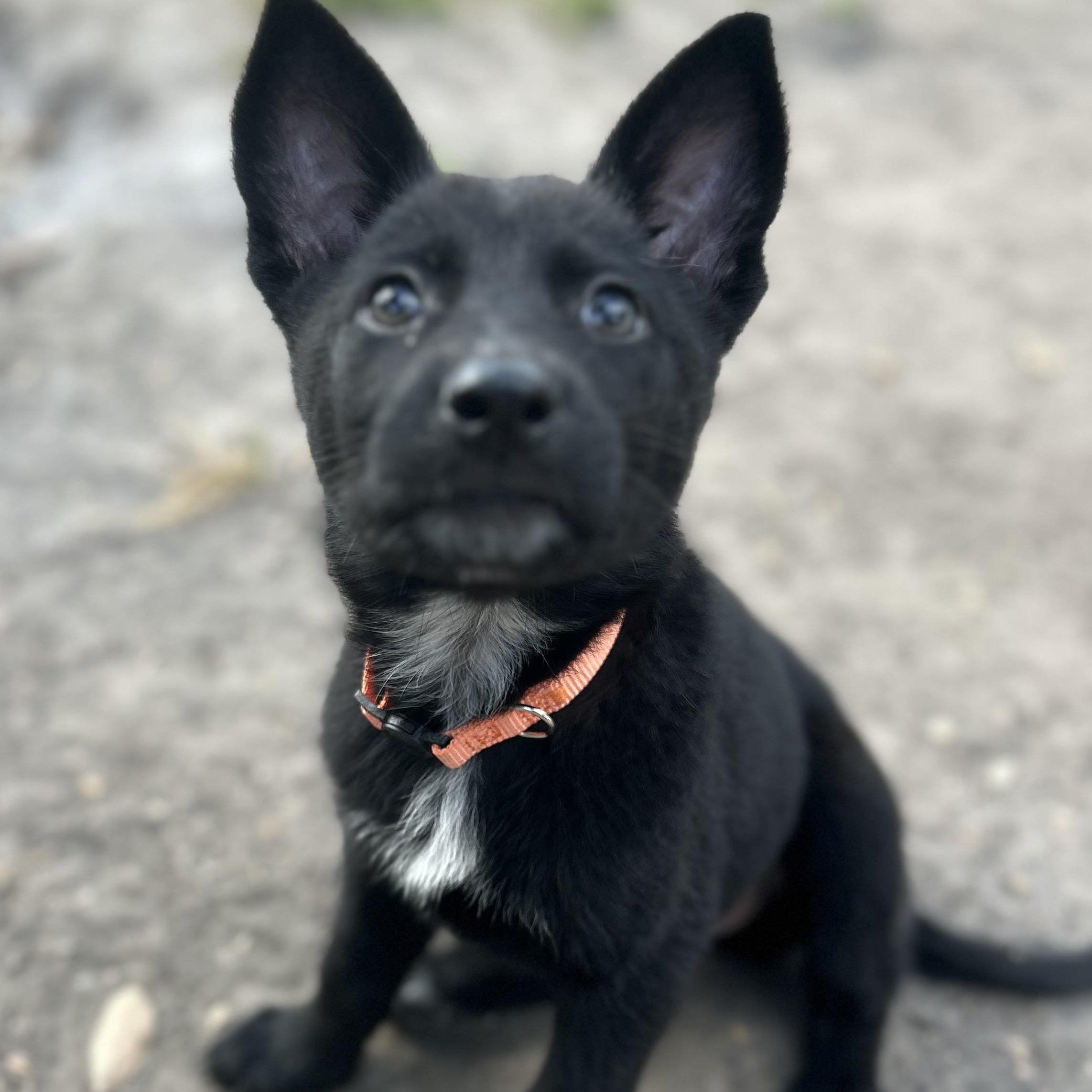 Solar, ADOPTABLE, Puppy Female German Shepherd Dog.