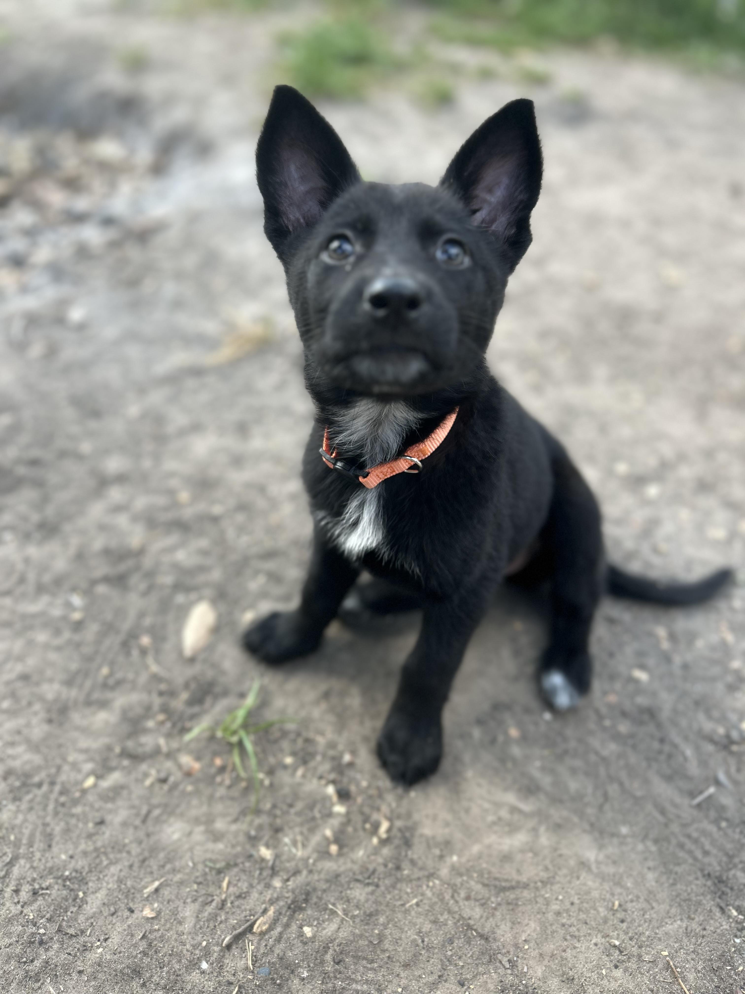 Enlarge Alyce , a ADOPTABLE German Shepherd Dog in Houston, TX image 4/5