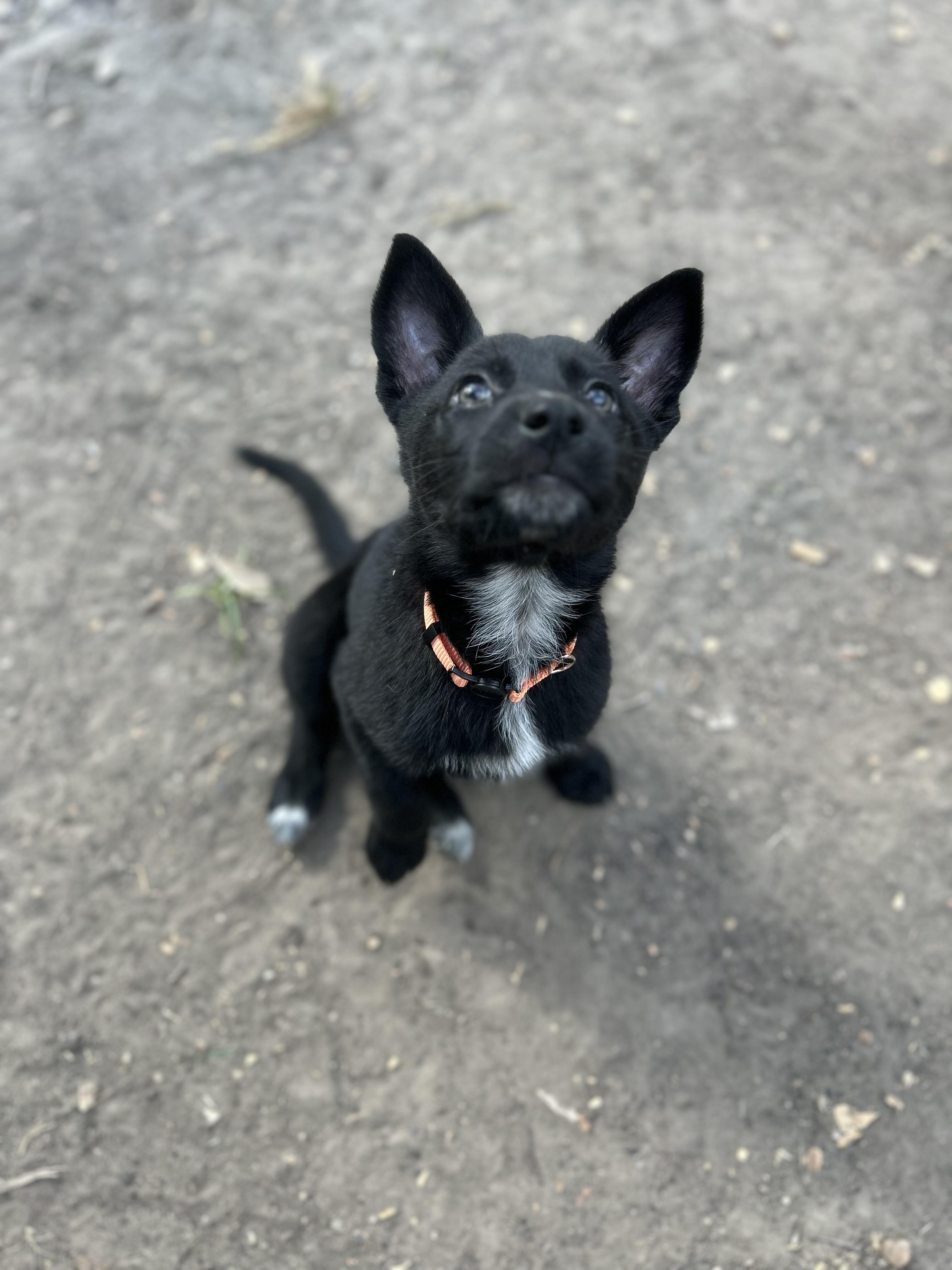 Enlarge Alyce , a ADOPTABLE German Shepherd Dog in Houston, TX image 2/5
