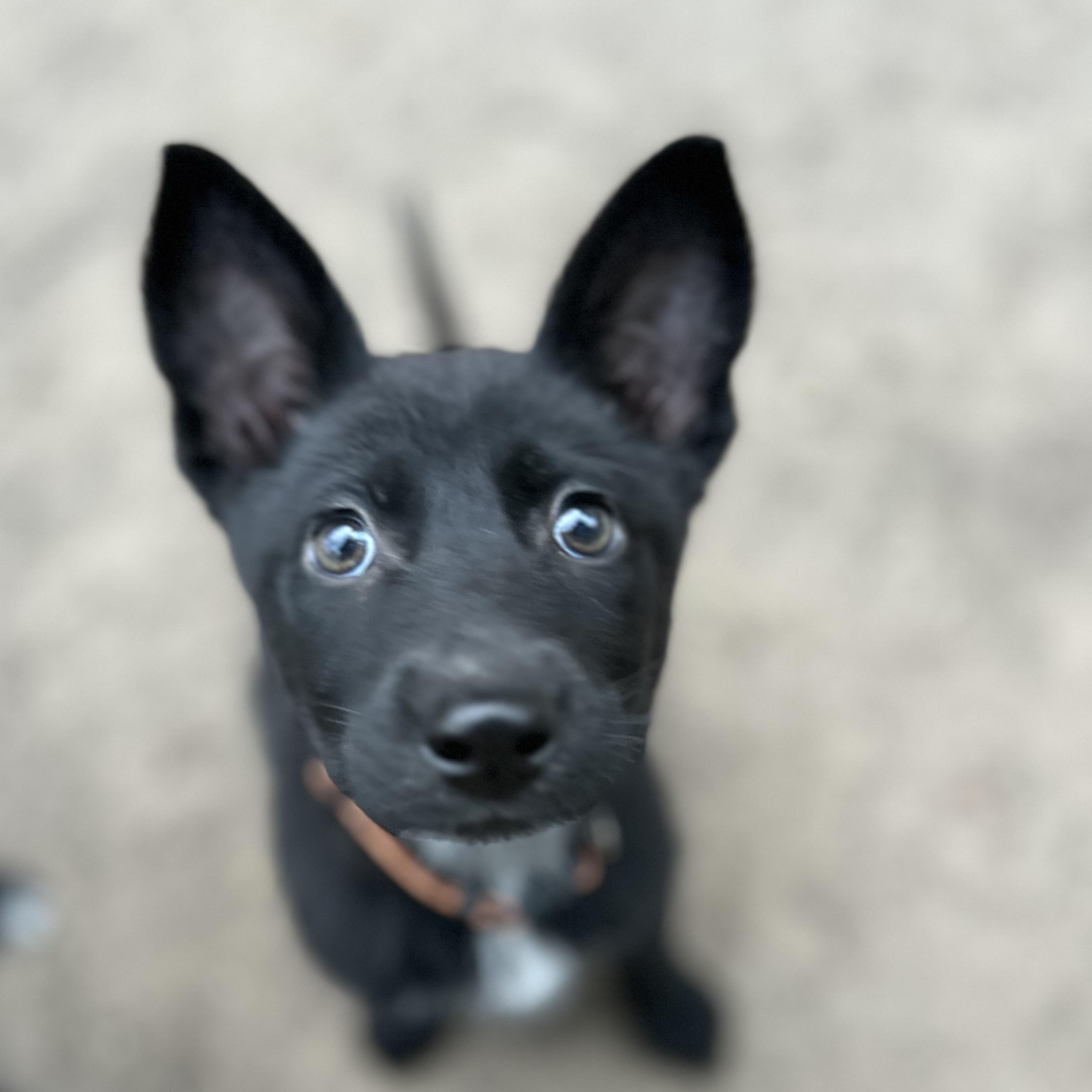 Enlarge Solar, a ADOPTABLE German Shepherd Dog in Houston, TX image 2/5