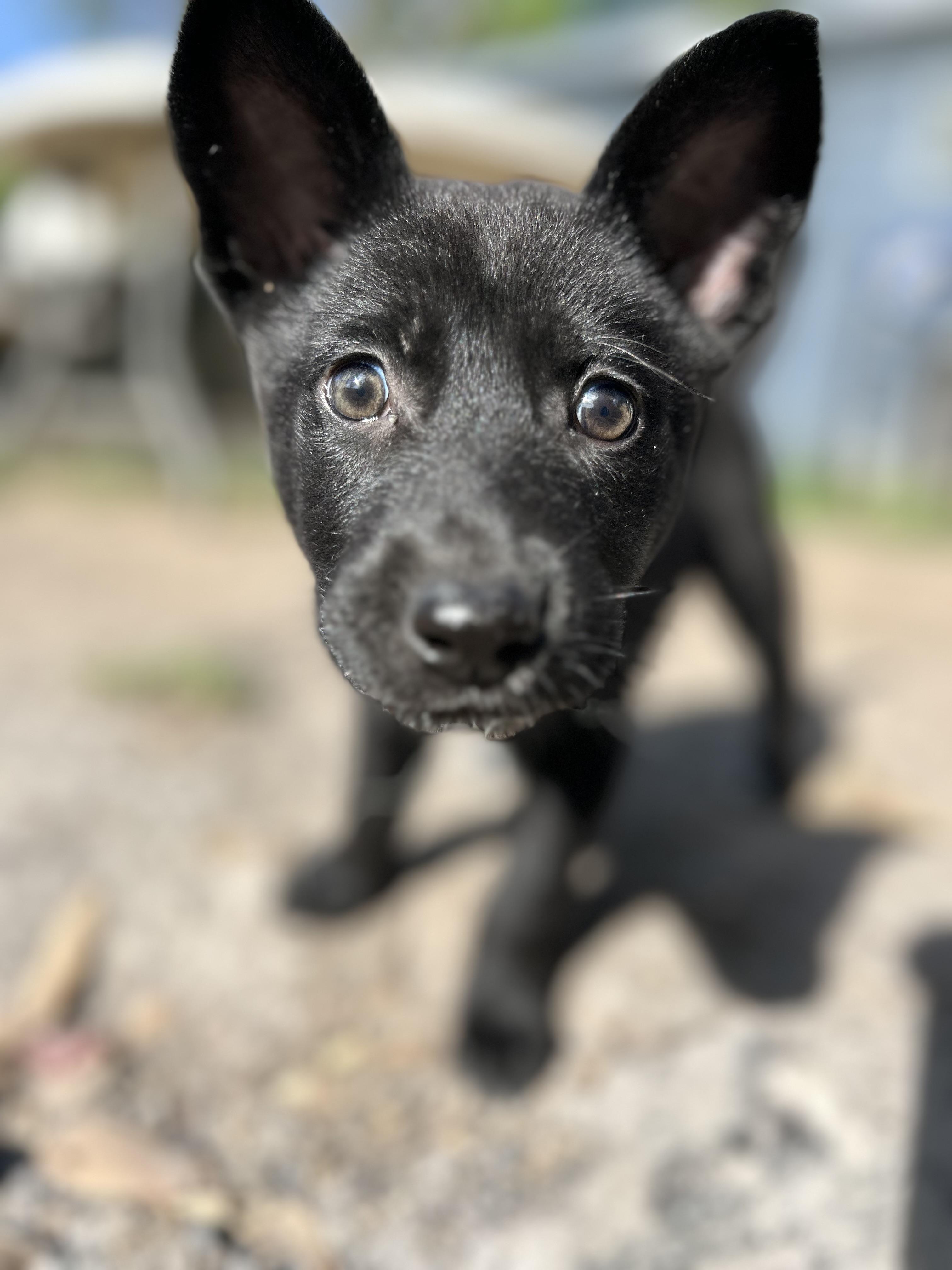 Enlarge Alyce , a ADOPTABLE German Shepherd Dog in Houston, TX image 1/5