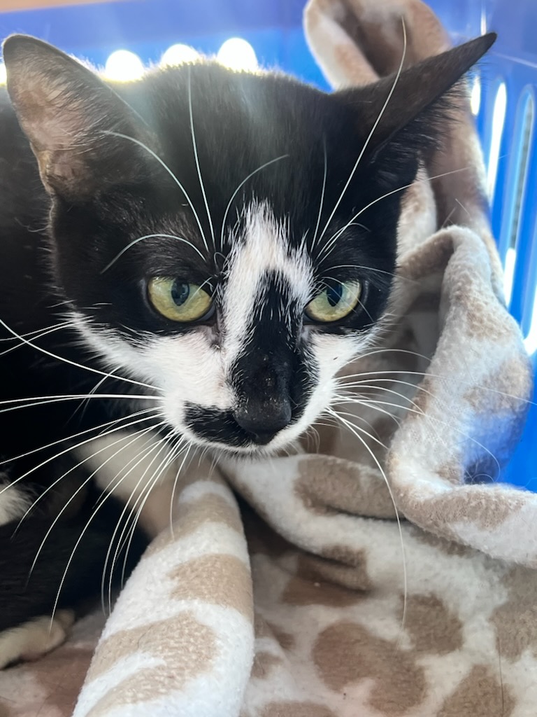 Hope, Adoptable, Young Female Domestic Short Hair.