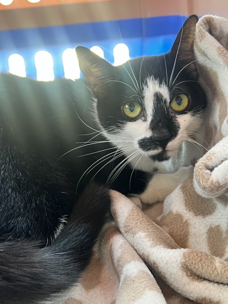 Enlarge Hope, a Adoptable mixed breed in Hazlet, NJ image 2/3