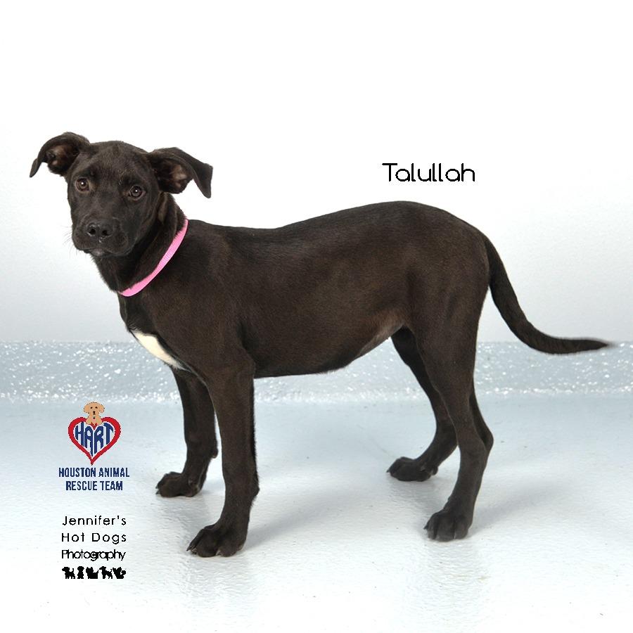 Talullah, Adoptable, Young Female Labrador Retriever & Mixed Breed.