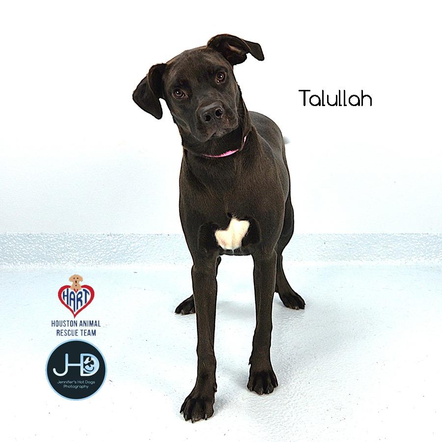 Talullah, a Adoptable mixed breed in Hockley, TX image 2/4