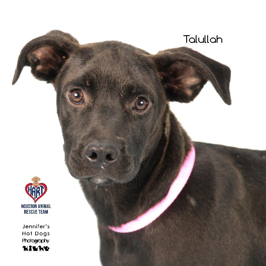 Talullah, a Adoptable mixed breed in Hockley, TX image 3/4