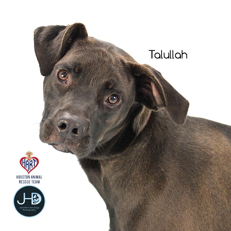 Talullah, a Adoptable mixed breed in Hockley, TX image 4/4