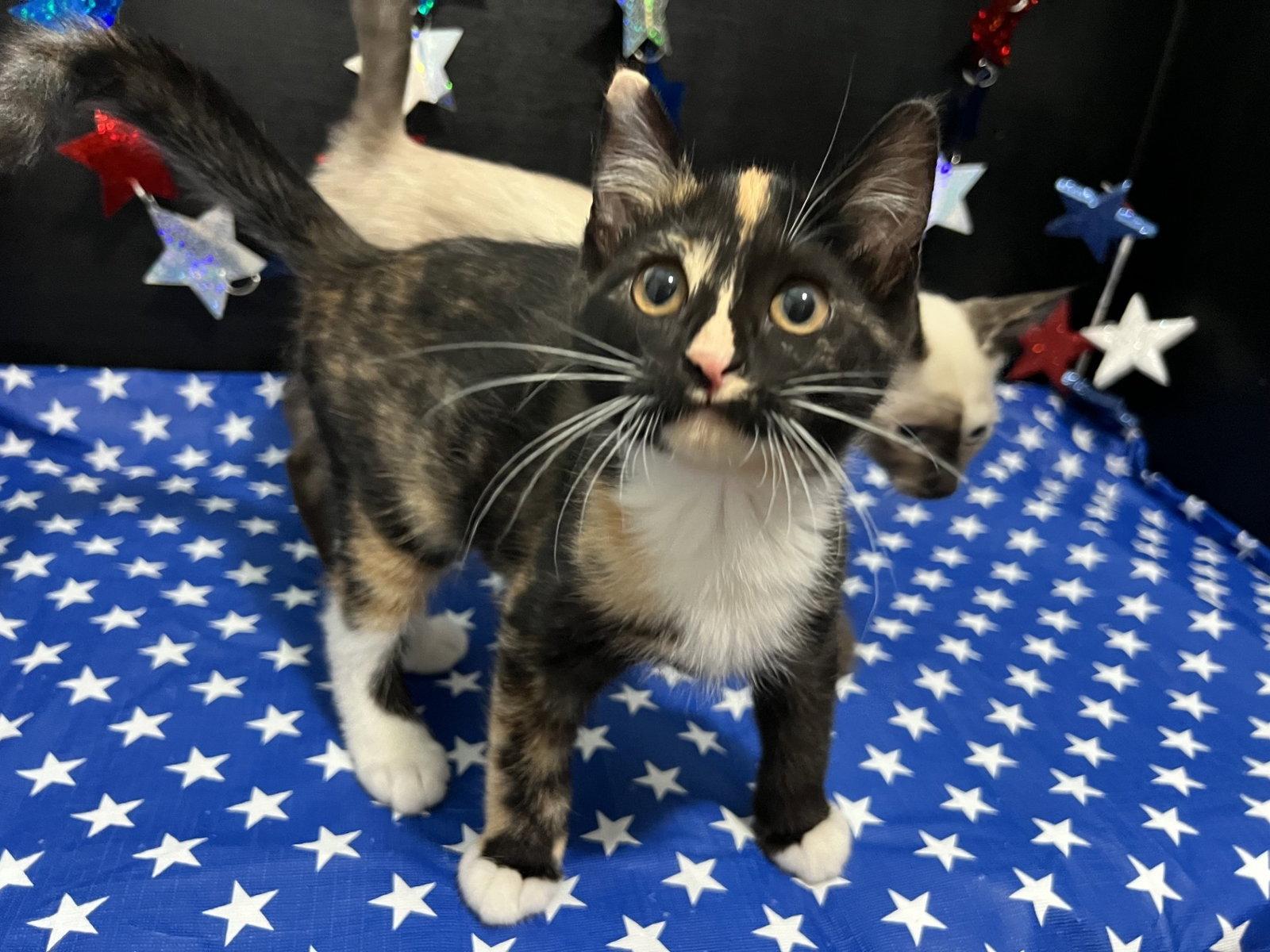 Tori, a Adoptable mixed breed in Fayetteville, GA image 1/3