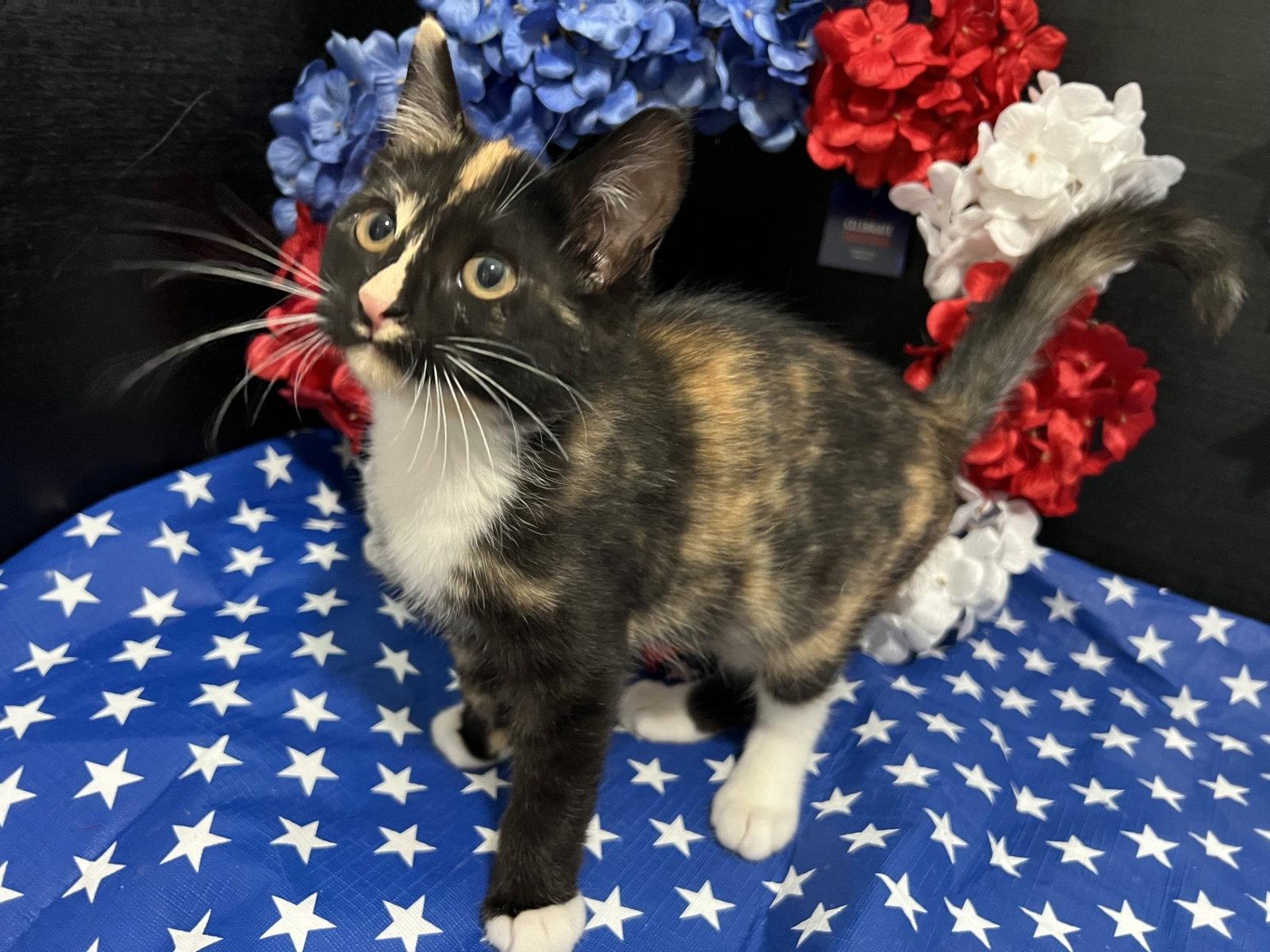 Tori, a Adoptable mixed breed in Fayetteville, GA image 2/3