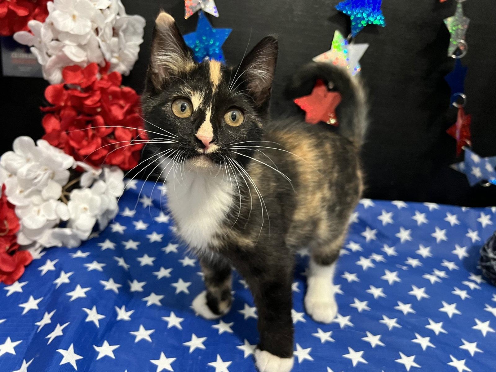 Tori, a Adoptable mixed breed in Fayetteville, GA image 3/3