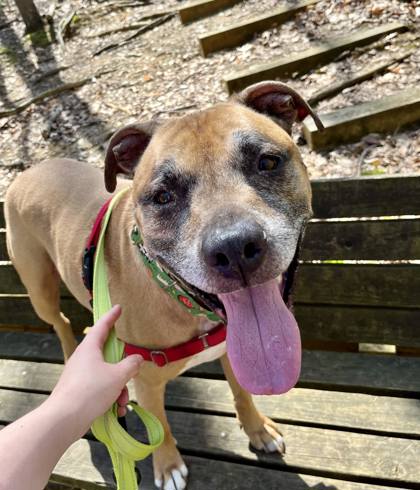 Charlie Rex, Senior Male Terrier