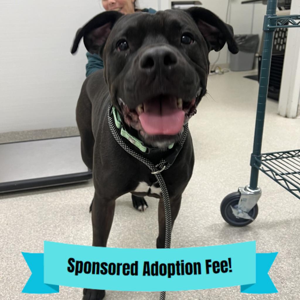 Hudson, Adoptable, Senior Male Pit Bull Terrier.