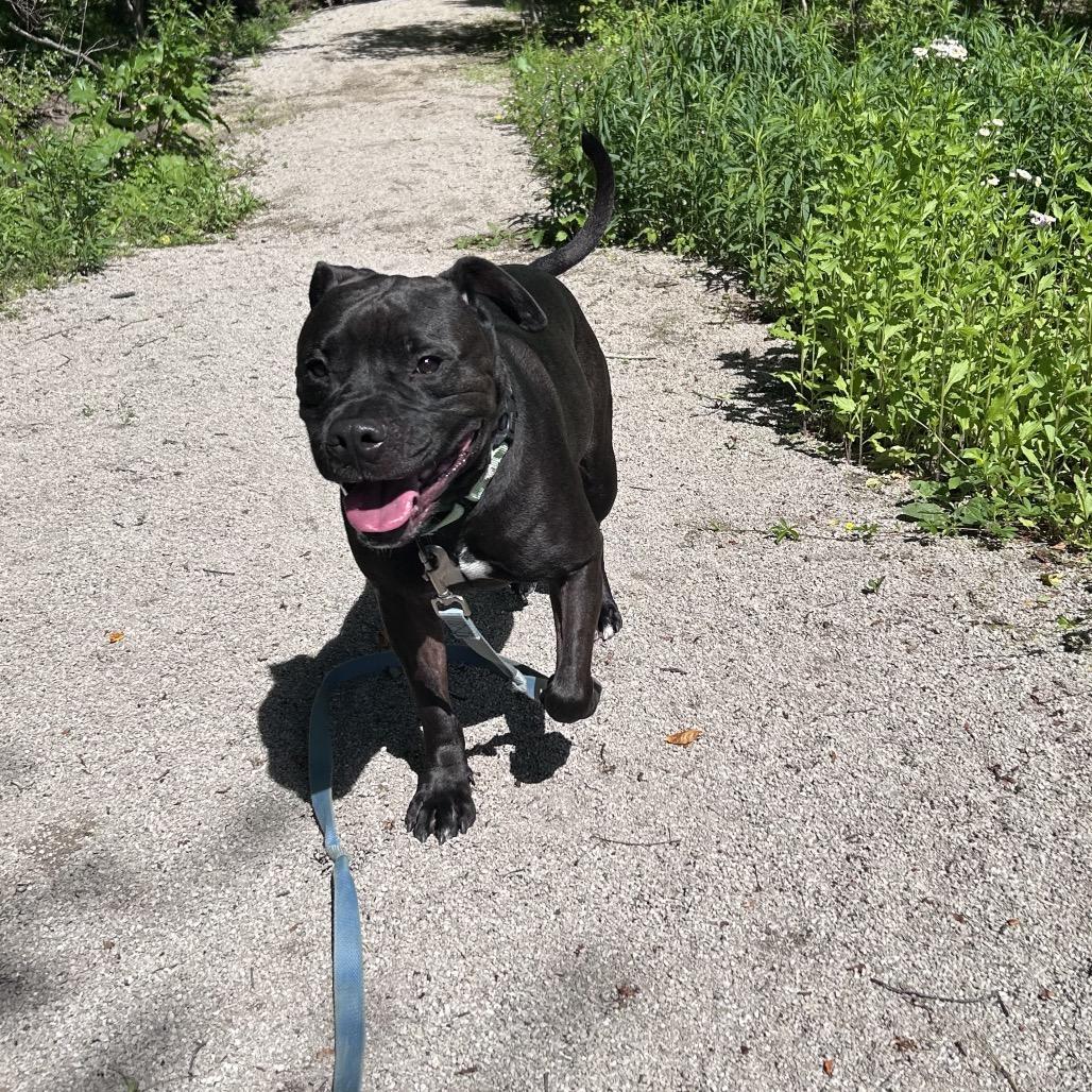 Hudson, a Adoptable Pit Bull Terrier in Novelty, OH image 2/6