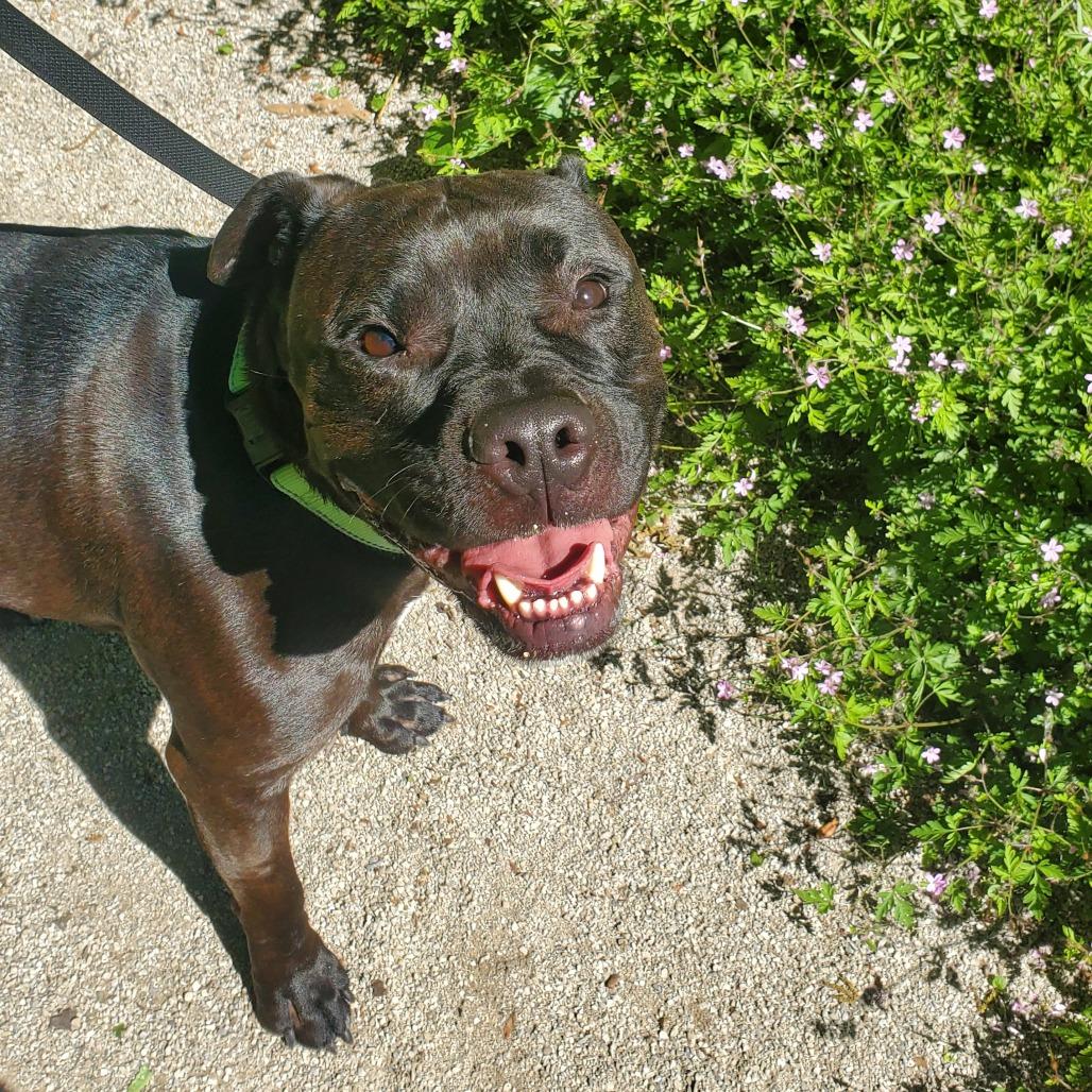 Hudson, a Adoptable Pit Bull Terrier in Novelty, OH image 3/6