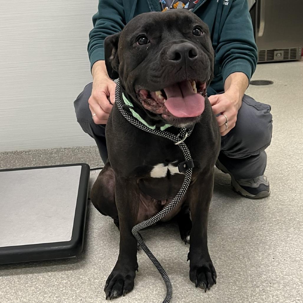 Enlarge Hudson, a Adoptable Pit Bull Terrier in Novelty, OH image 2/4