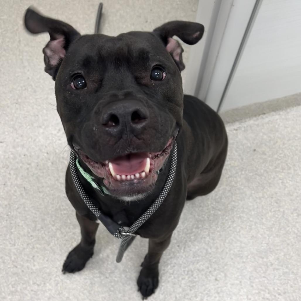 Enlarge Hudson, a Adoptable Pit Bull Terrier in Novelty, OH image 3/4