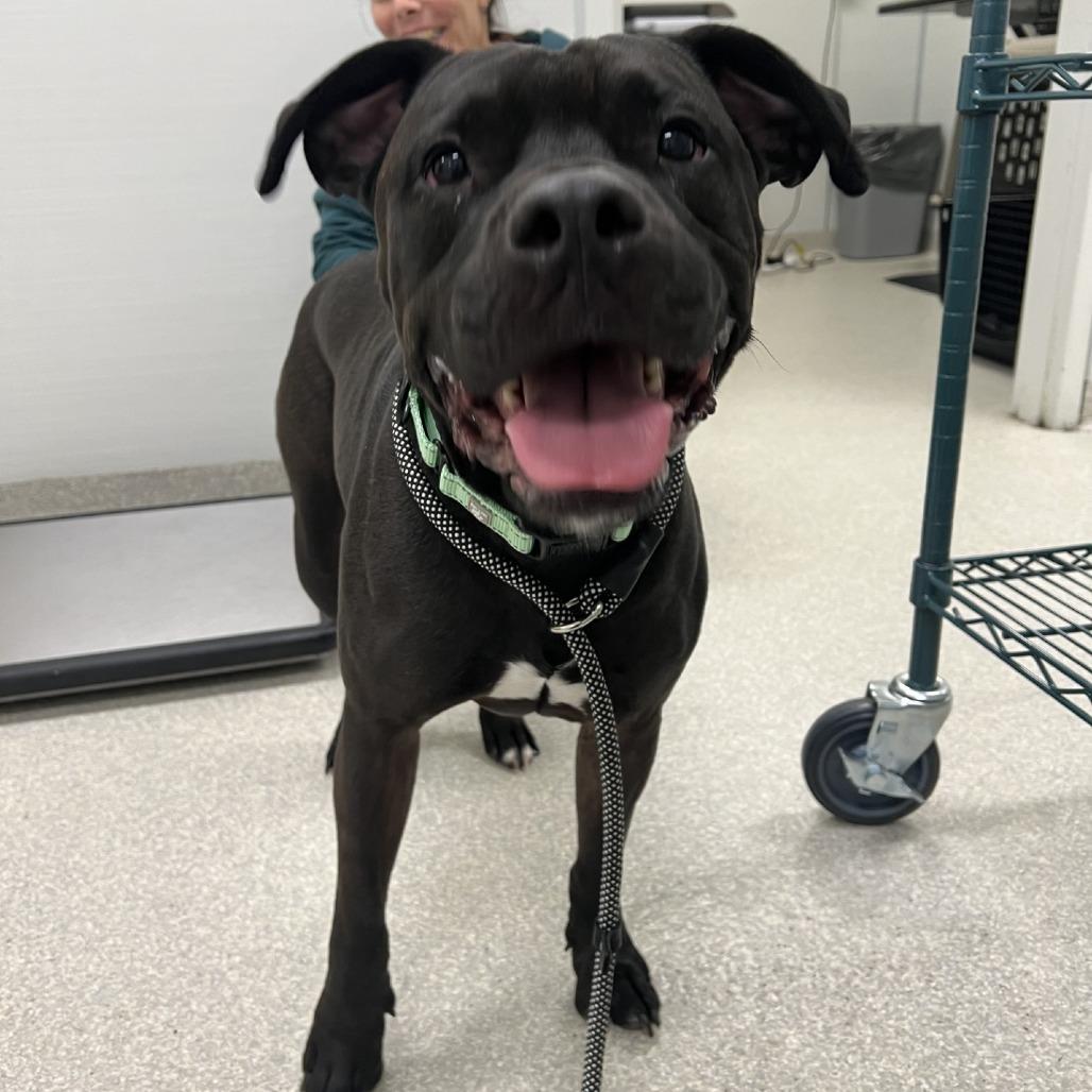 Enlarge Hudson, a Adoptable Pit Bull Terrier in Novelty, OH image 4/4