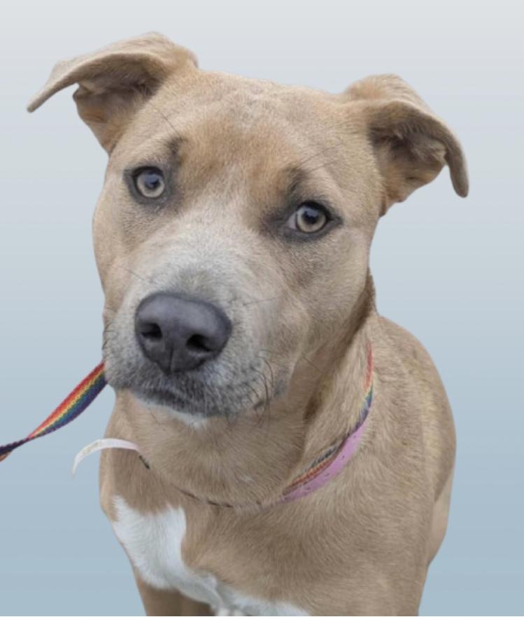 Enlarge Sweet Tea, a Adopted mixed breed in Vienna, VA image 2/6