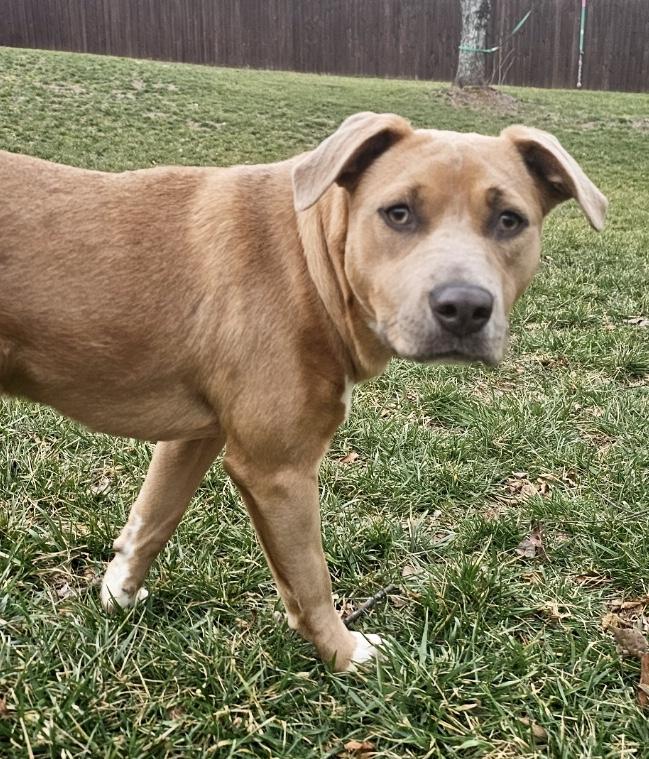 Sweet Tea, Adopted, Young Female American Staffordshire Terrier & Weimaraner.