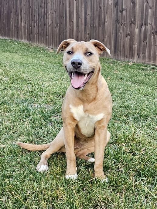 Enlarge Sweet Tea, a Adopted mixed breed in Vienna, VA image 5/6
