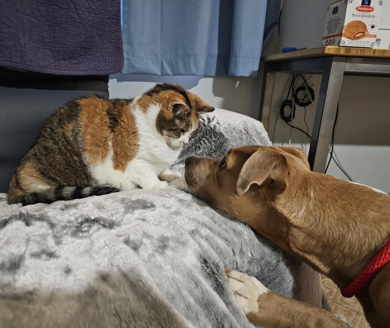 Enlarge Sweet Tea, a Adopted mixed breed in Vienna, VA image 6/6