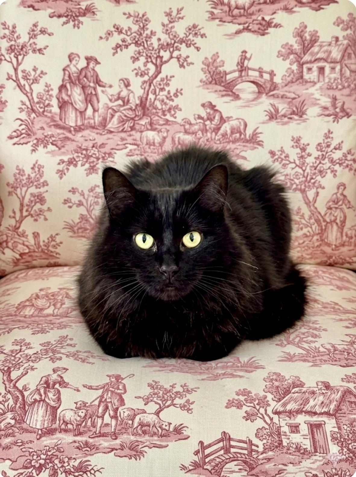 Enlarge Josephine, an adopted mixed breed in St. Clair Shores, MI image 1/4