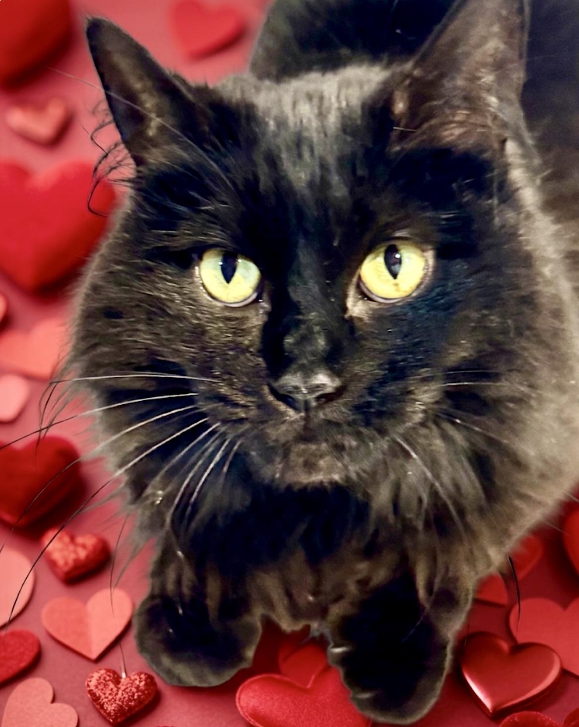 Enlarge Josephine, an adopted mixed breed in St. Clair Shores, MI image 3/4