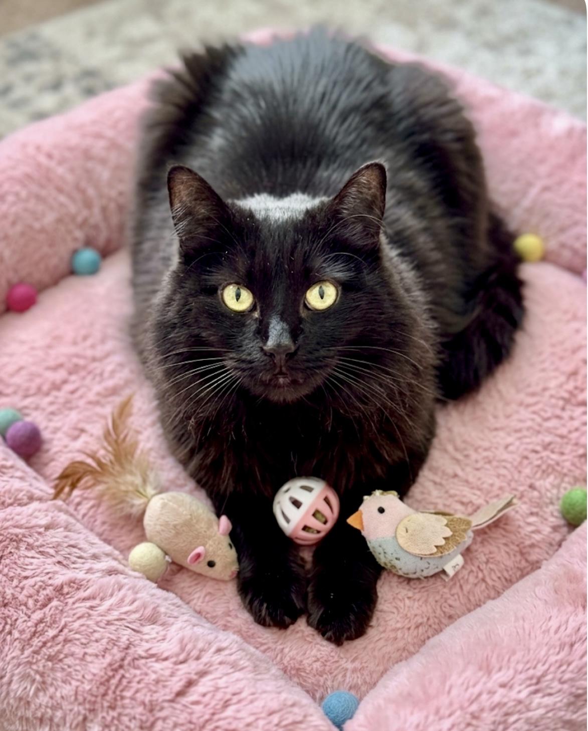Enlarge Josephine, an adopted mixed breed in St. Clair Shores, MI image 2/4